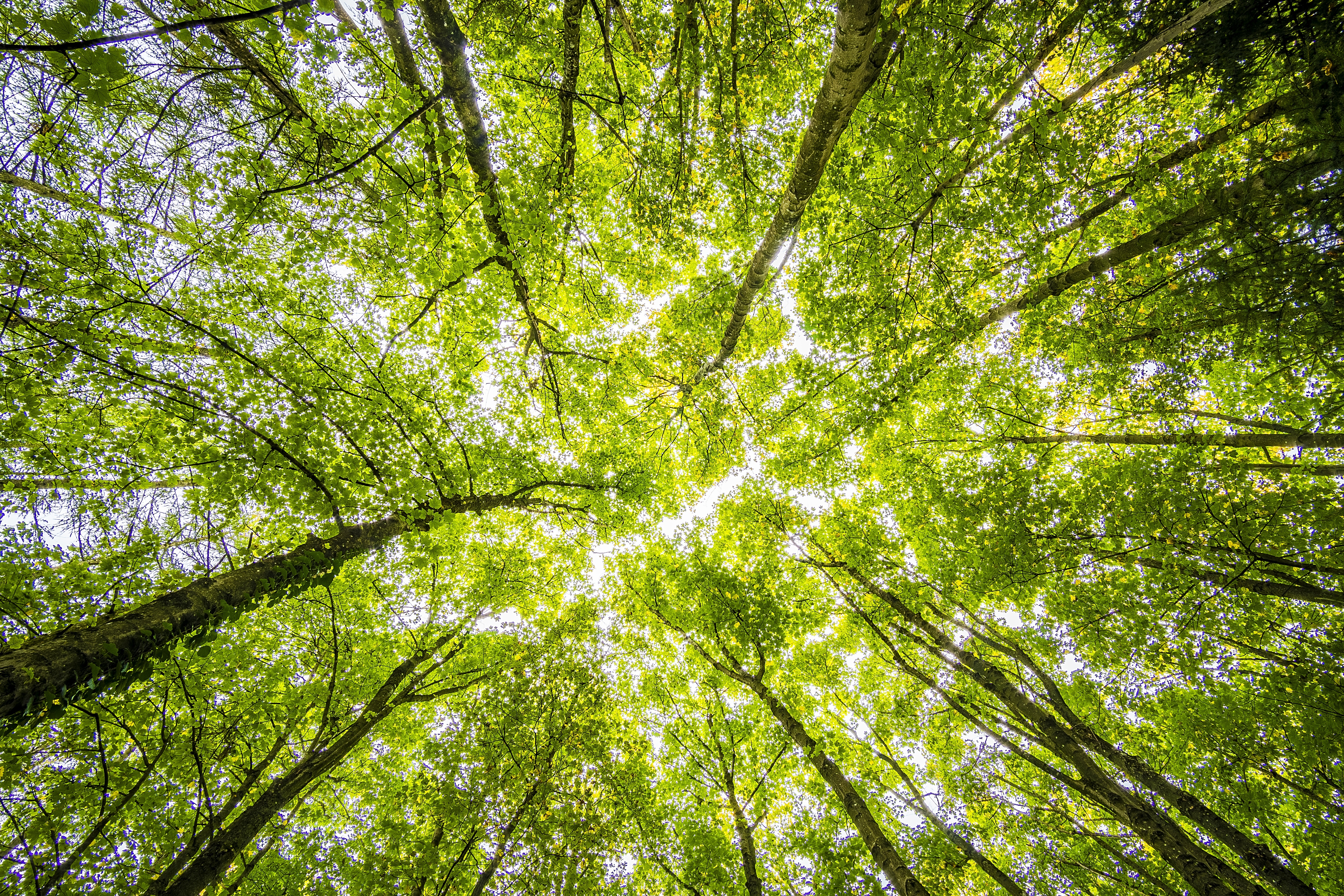 Is the Ecology Recruitment Market Changing?